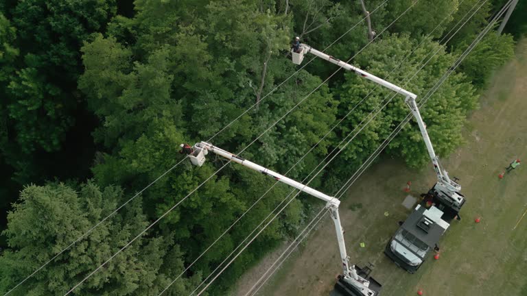 Best Tree Trimming and Pruning  in Westminster, CA